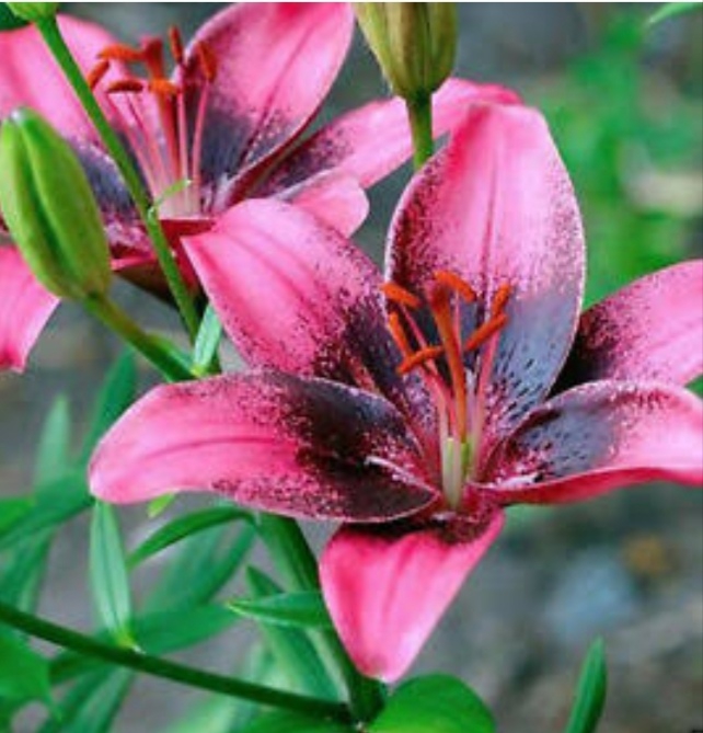 flowers