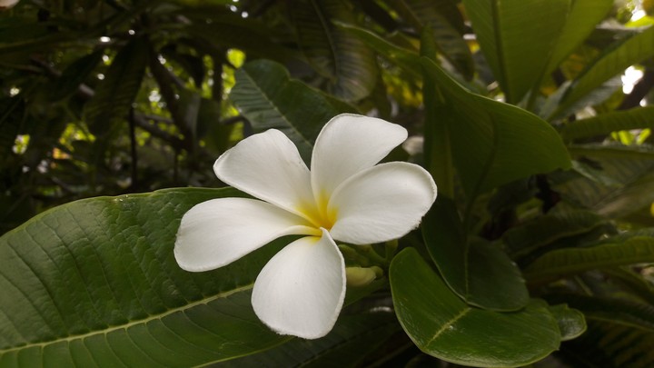 Tropical
