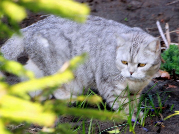 Cat "Marusia"
