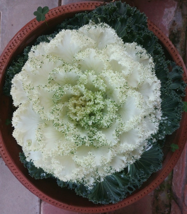 cauli - flower