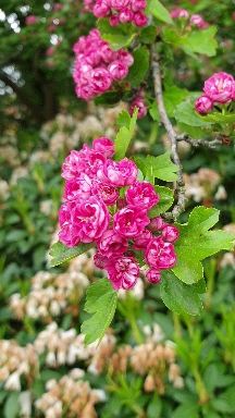 flying flowers