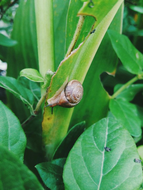 snail
