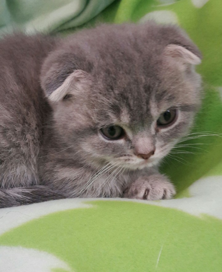 mimi