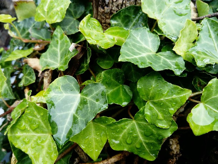 Hedera Helix