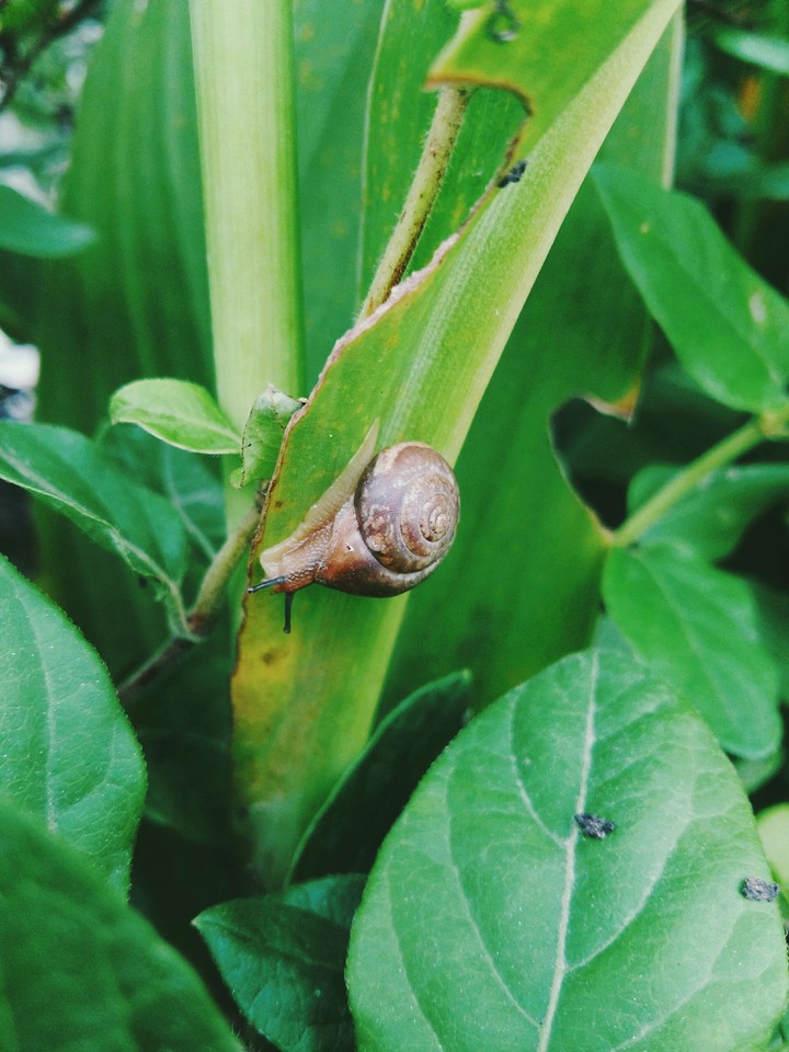 snail