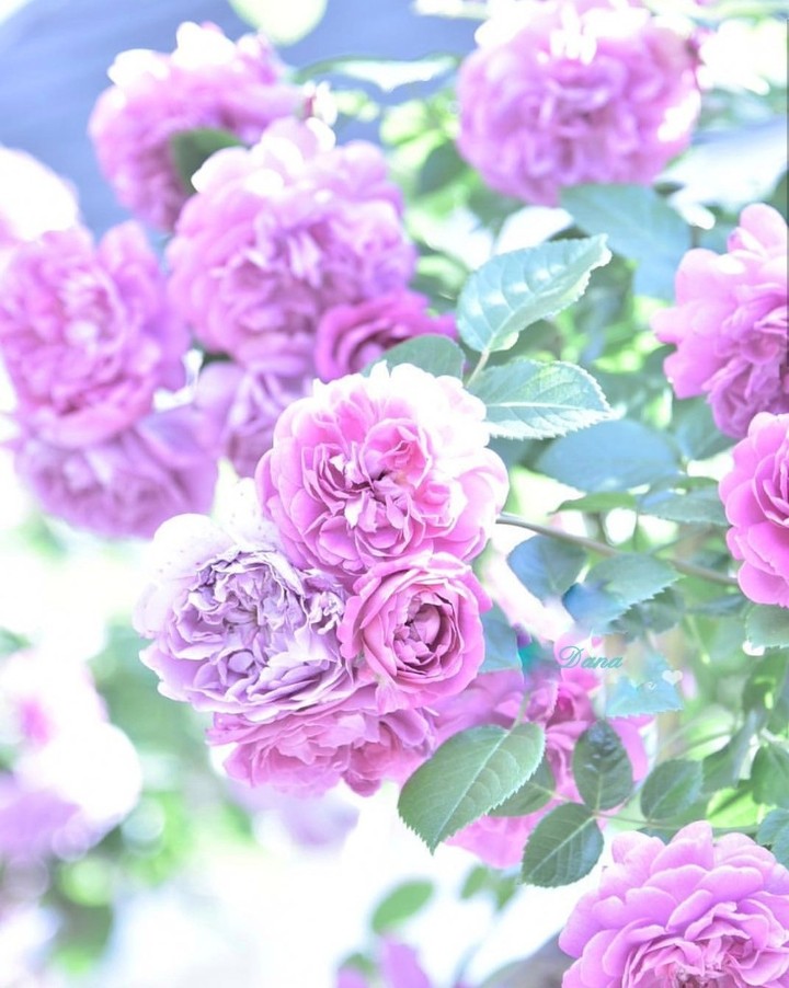soft beauty