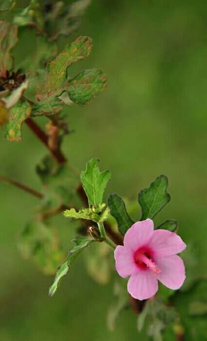 pink .....