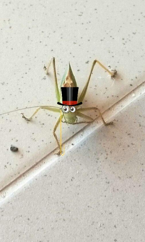 Locusts