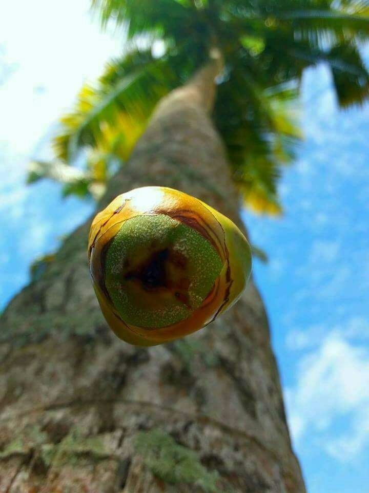 coconut