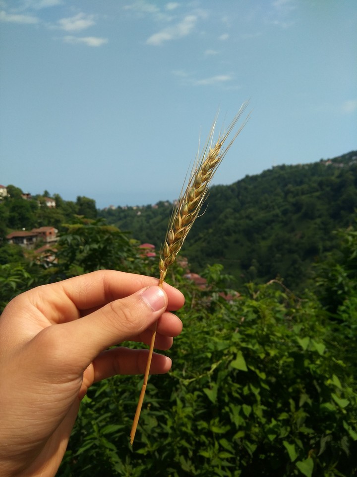 Buğday