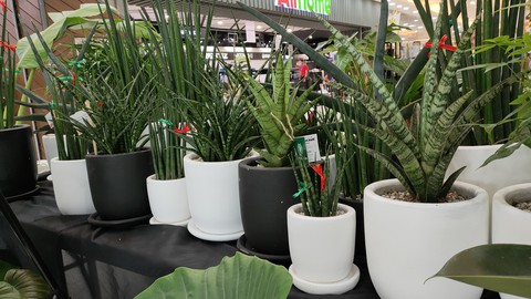 plants