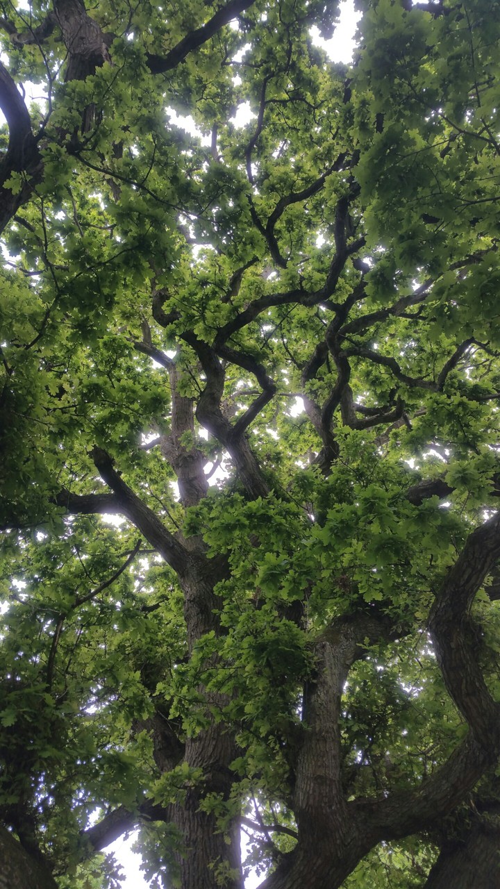 under Tree