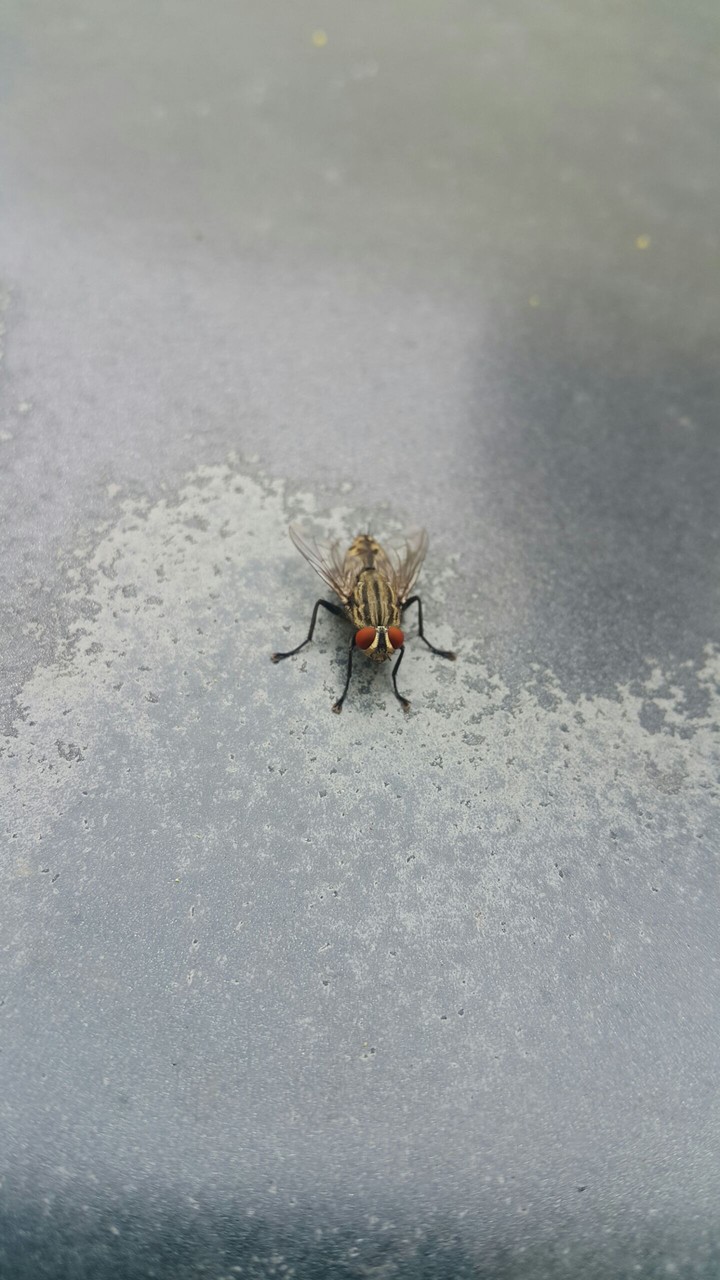 vermin