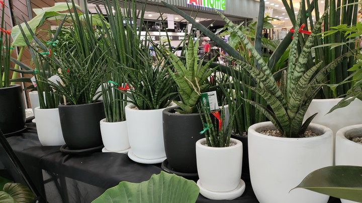 plants