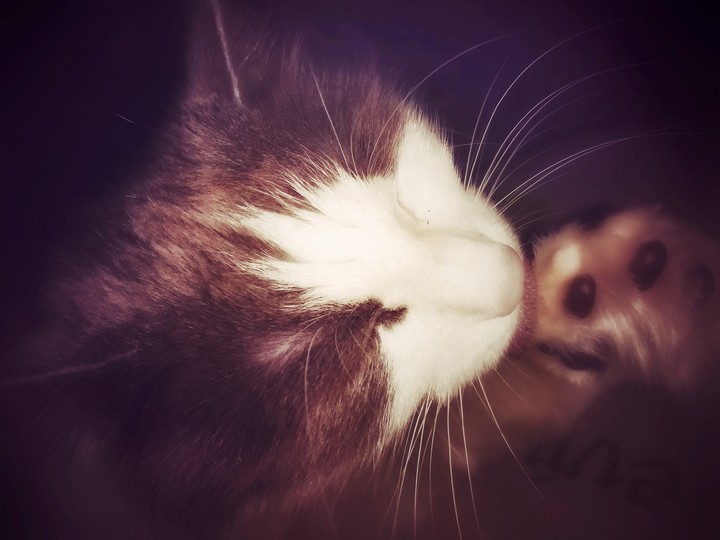 cat love