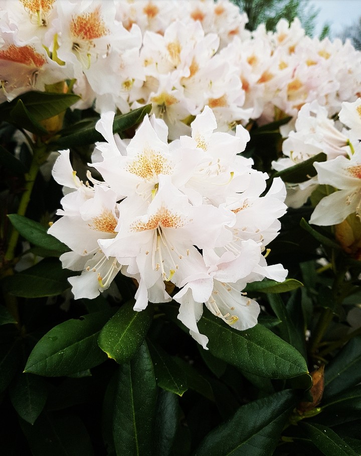 Flowers in the garden