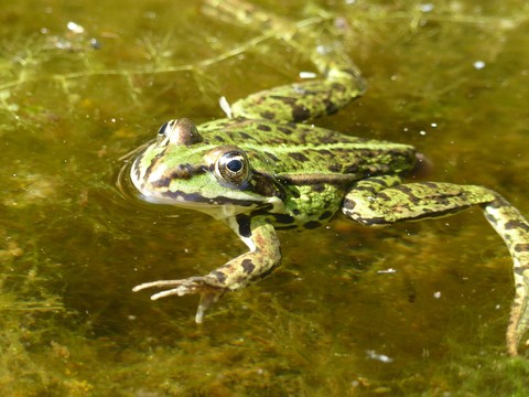 ταπετσαρίες frog, pond