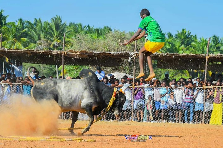 Manjuvirattu