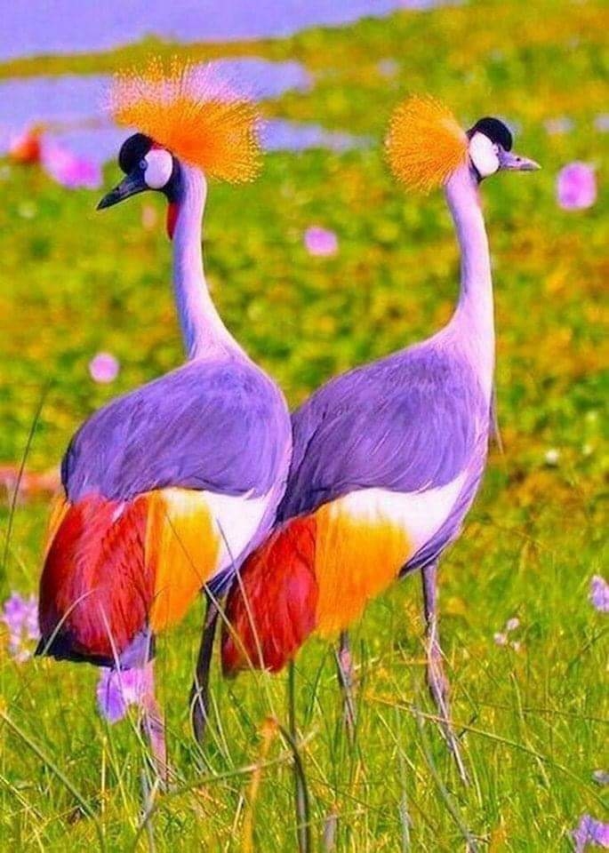 Garzas