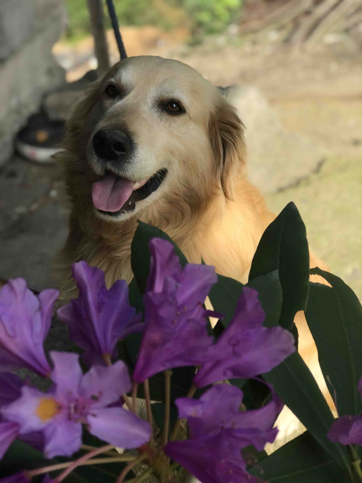 GoldenRetriever
