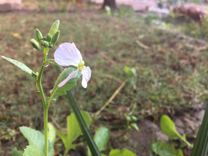 Flower