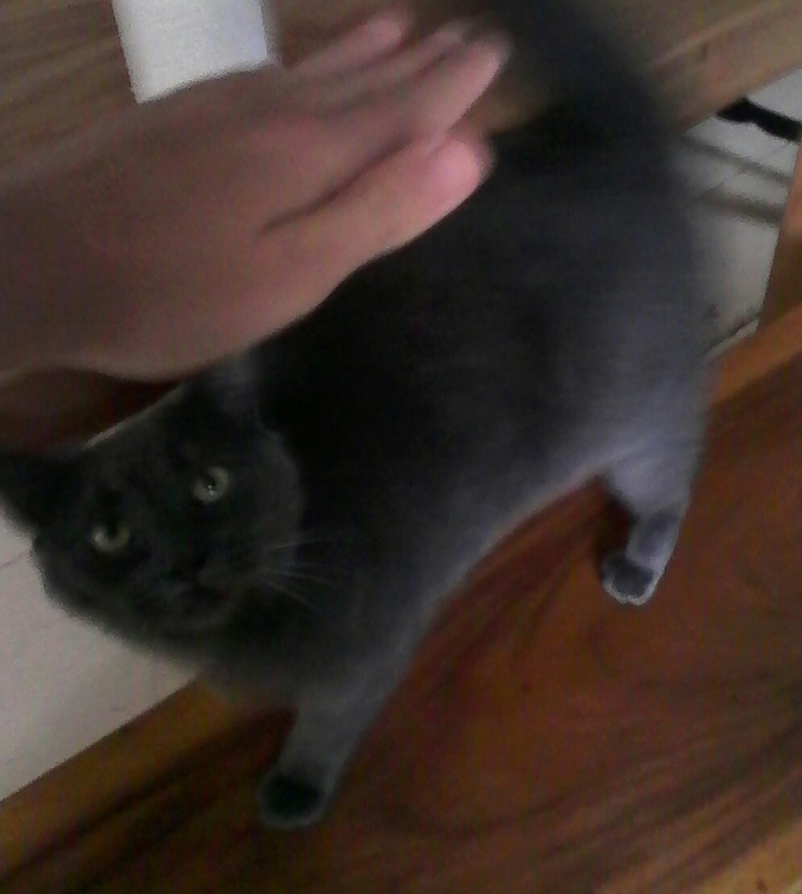 my cat caline