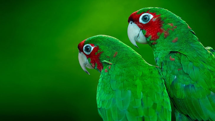 Parrots