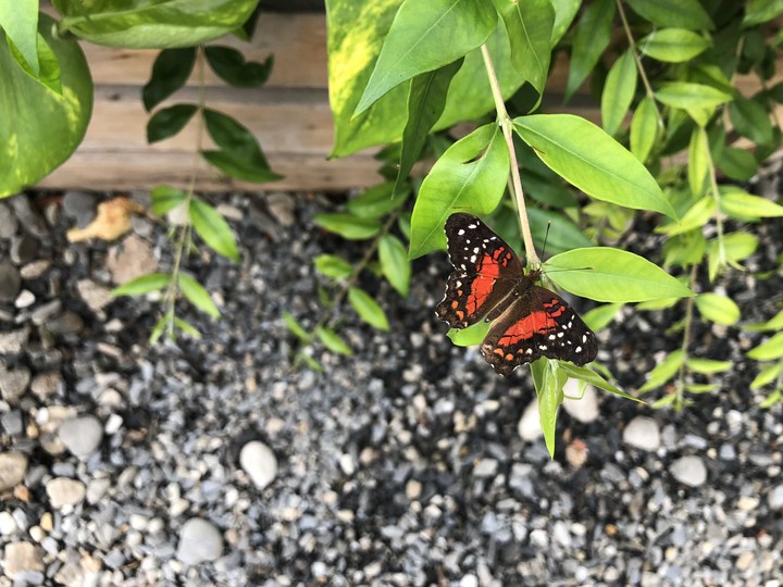 butterfly