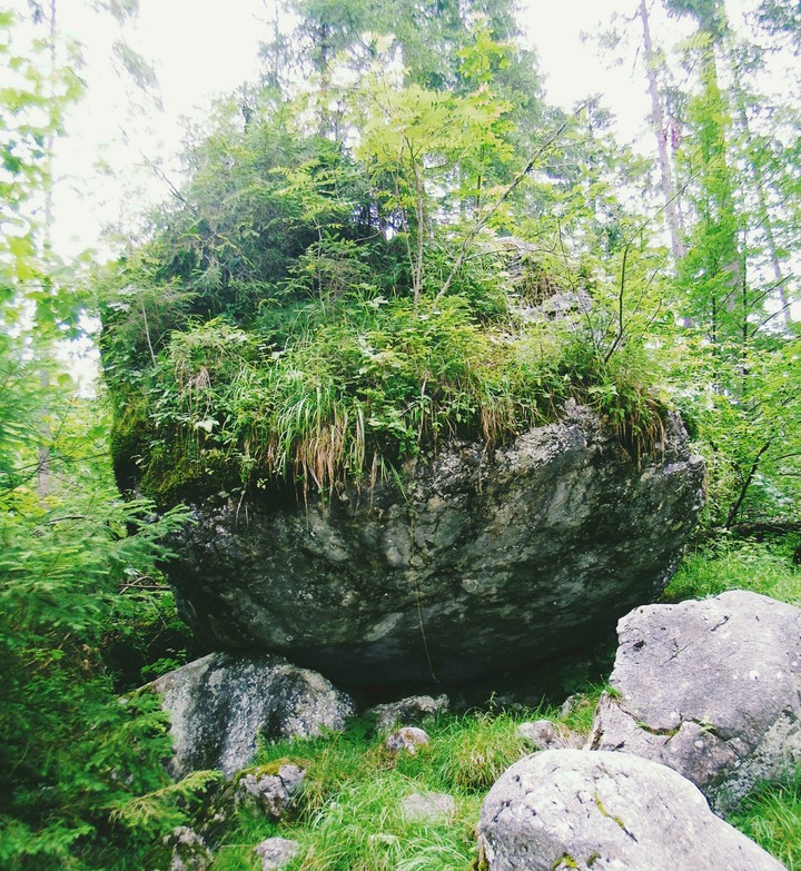 Zauberwald