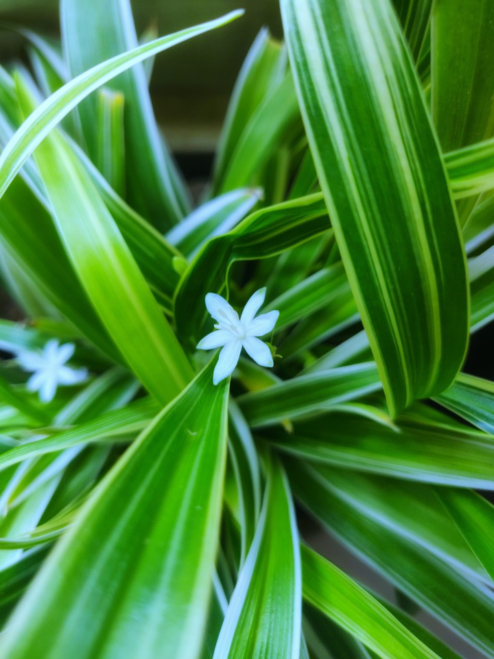 spider plant
