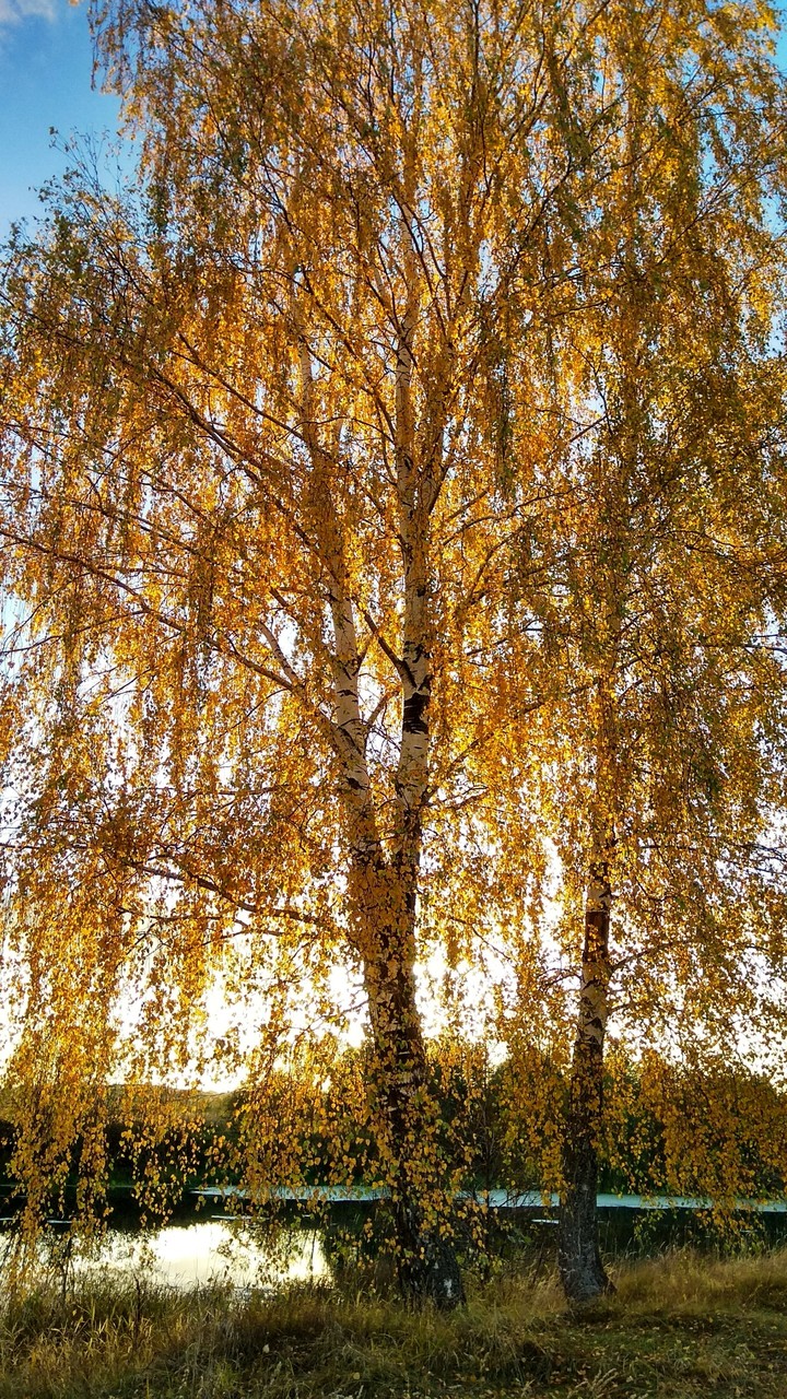 осень