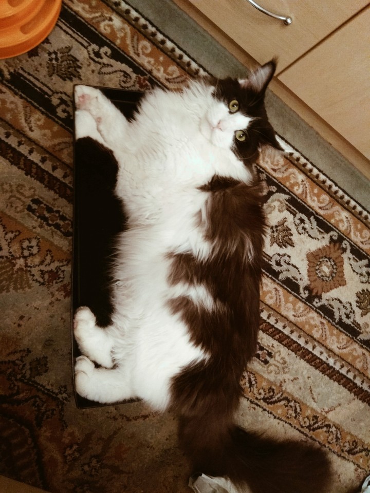 Cat in the box