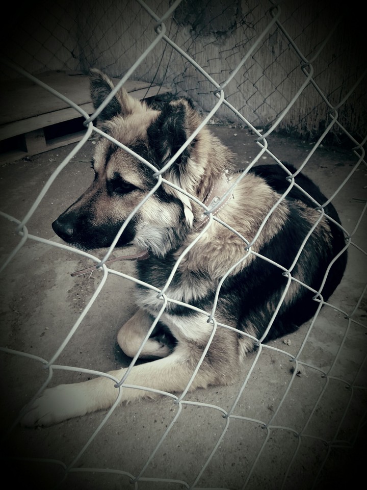 dog