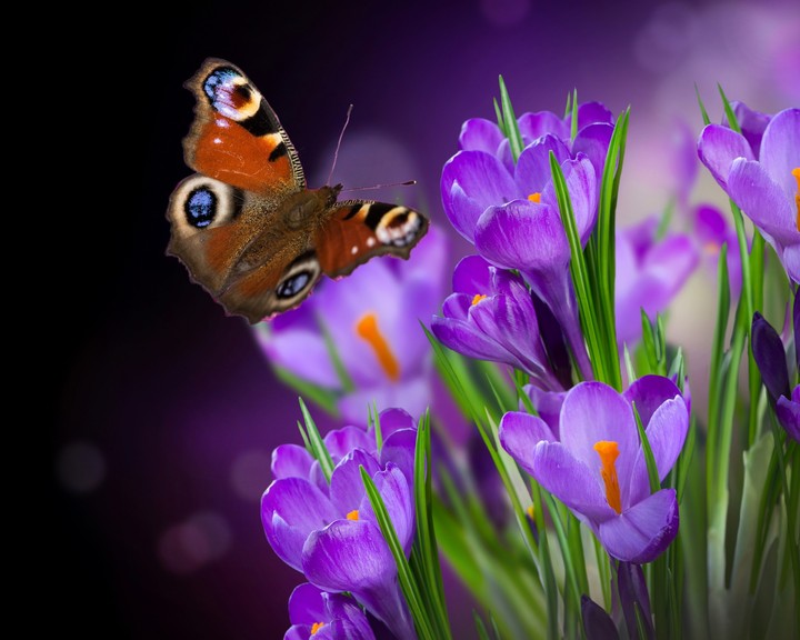 spring