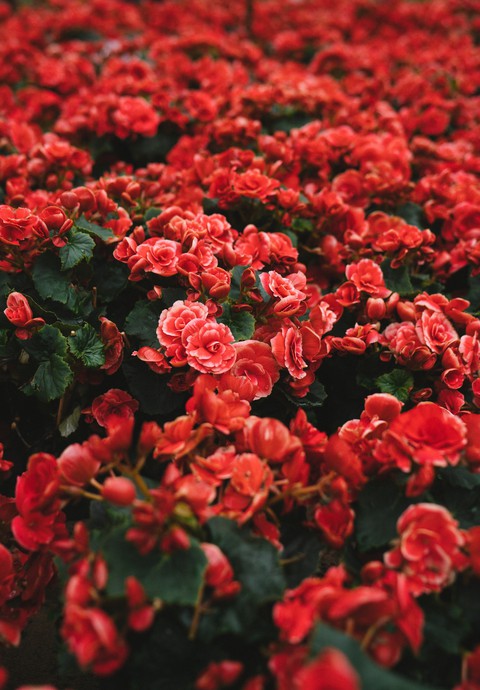 шпалери rose, grass