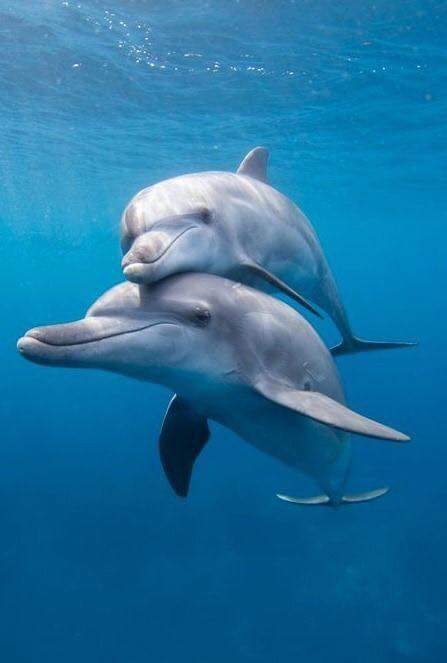 Dolphins