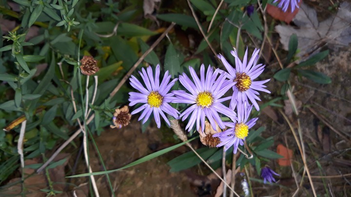 flowers