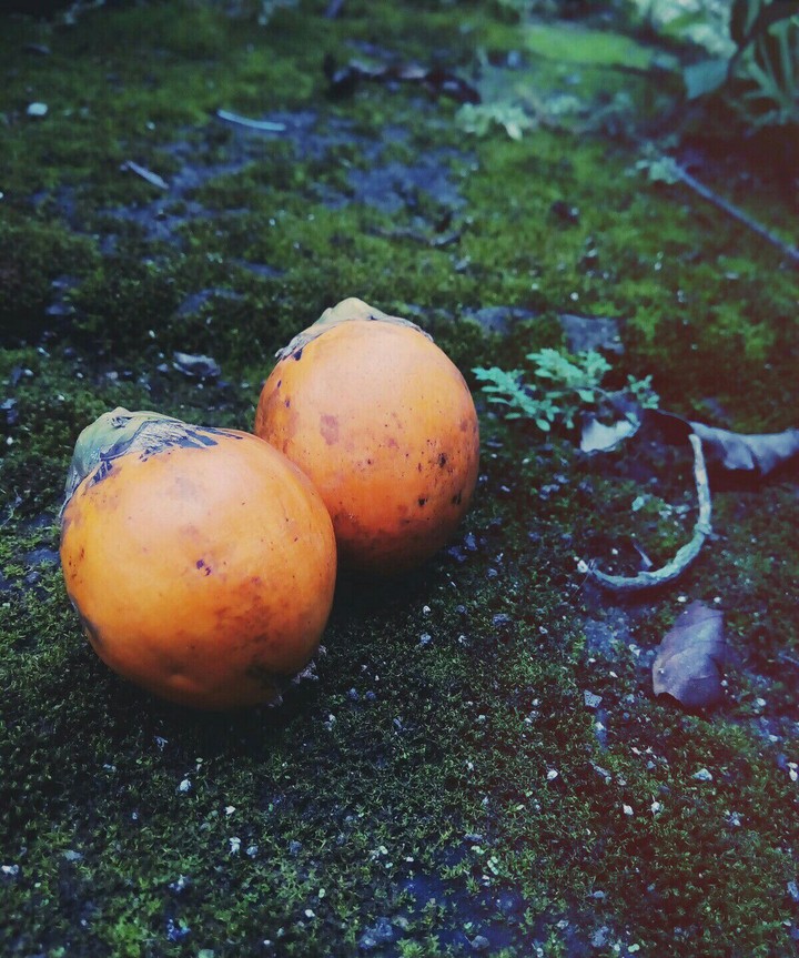 wayanadan arecanut
