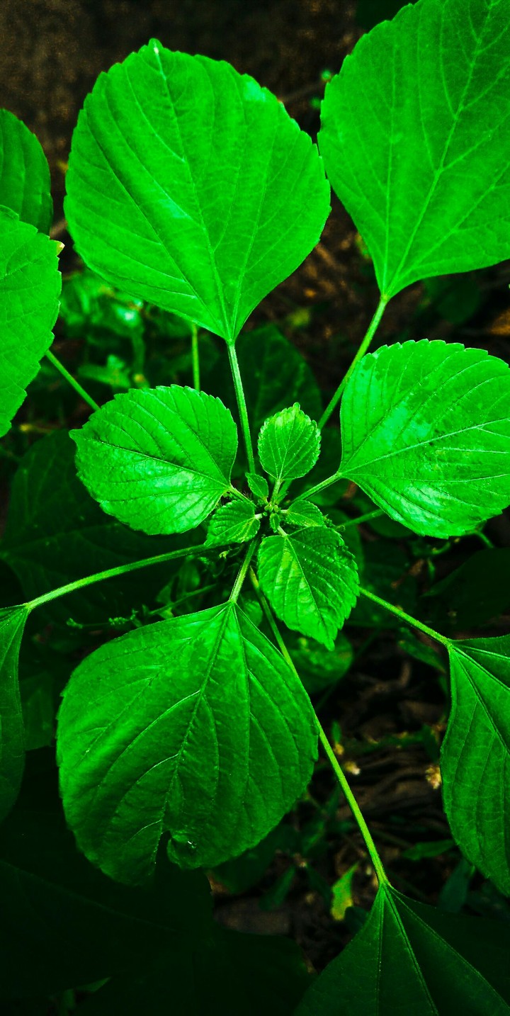 random click