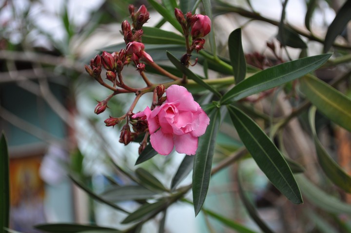 Nerium Oleander