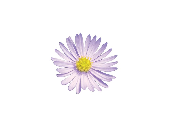 식물이미지