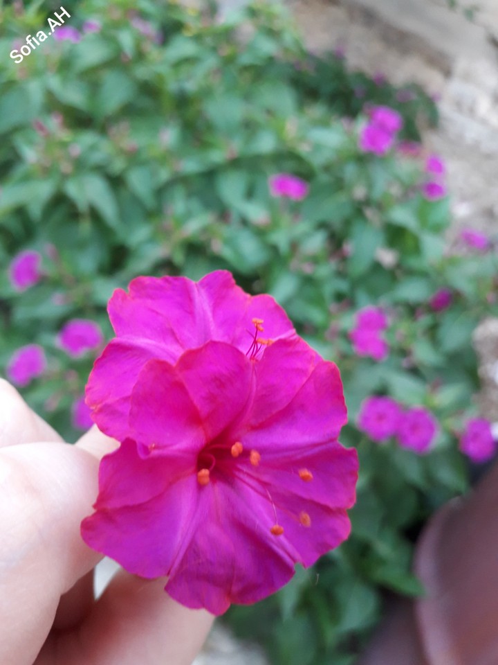 Miss FLOWERS