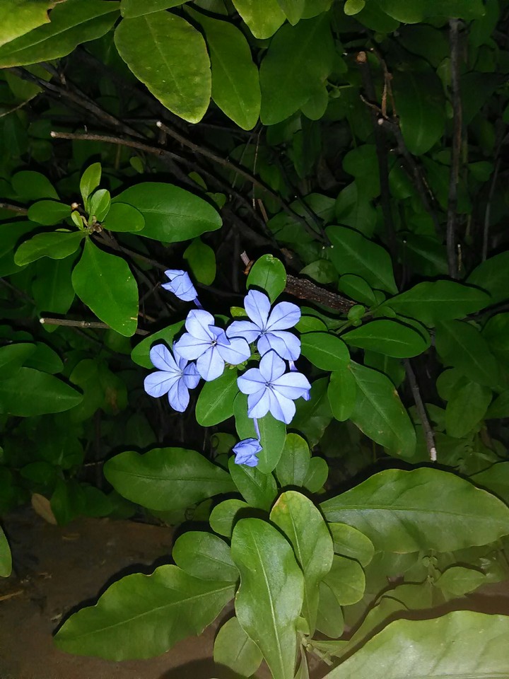 Purple Stars