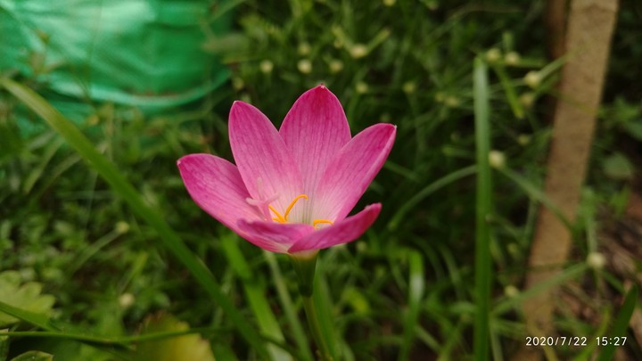 Flower lover