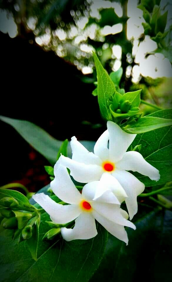 flowers