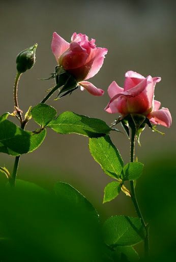 roses