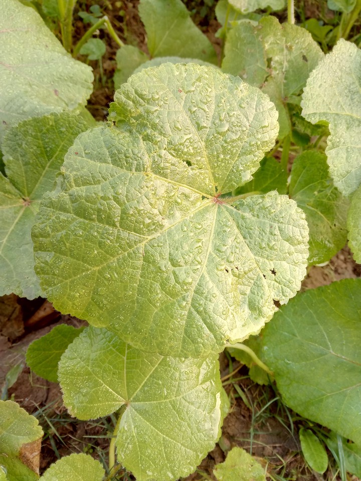 Morning dew on a plant leaf in New Delhi, India