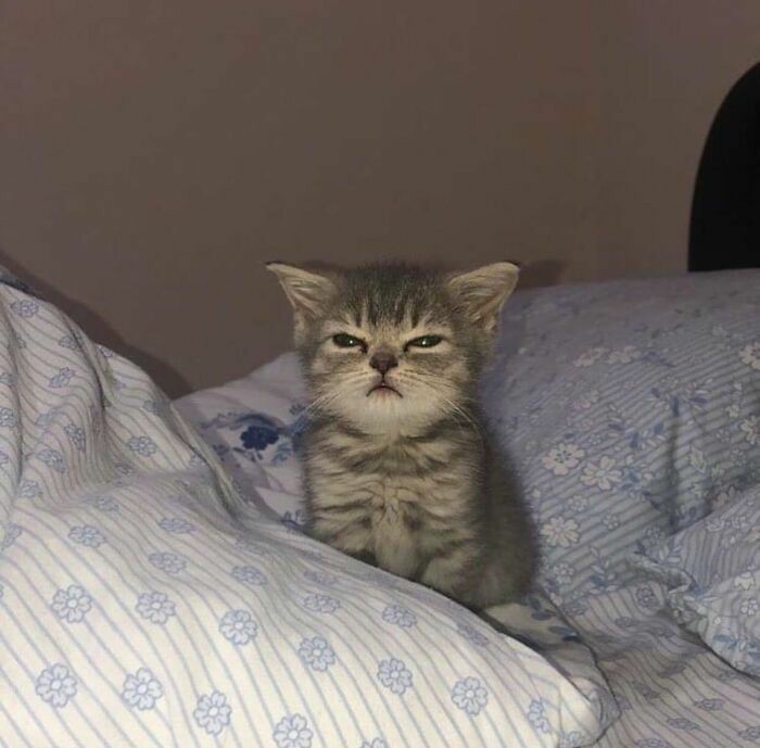 cat ♡