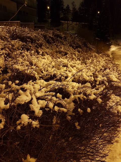 #snow#night#dark#lights