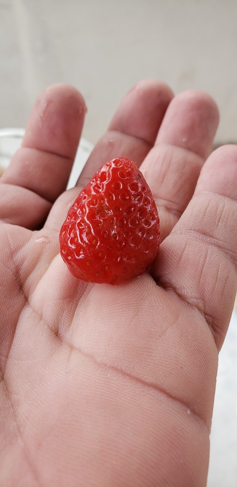 Morango